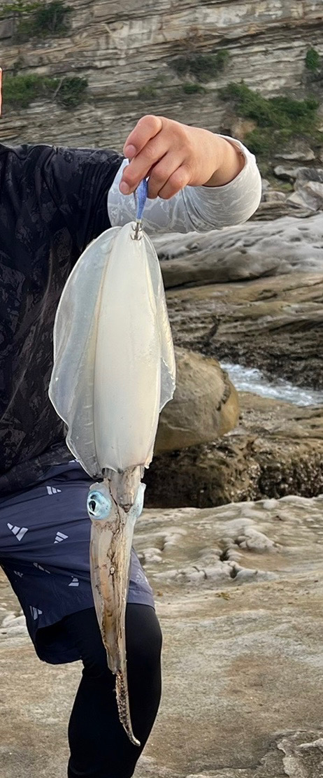 アオリイカ！キロアップ！！とサメ