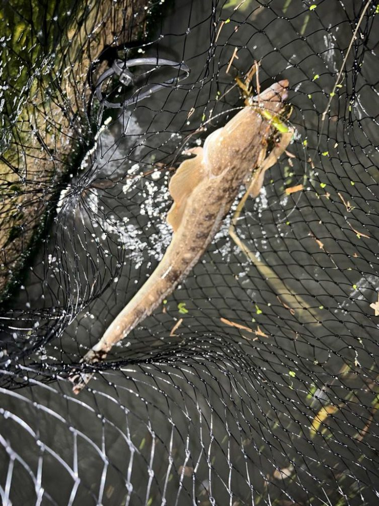 まさかのマゴチ！！
