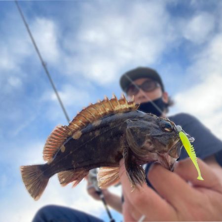 アジング…のはずが