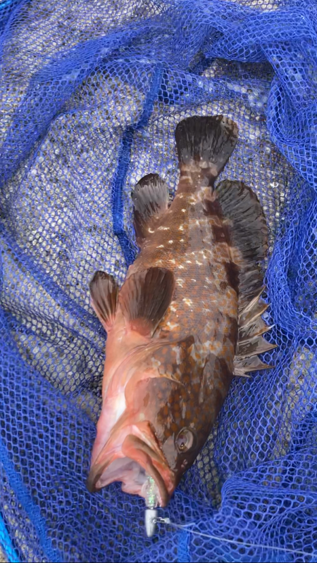 境港でライトロック！