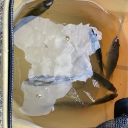 須磨海岸緑地 セイゴ