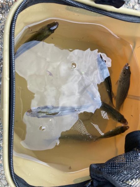 須磨海岸緑地 セイゴ