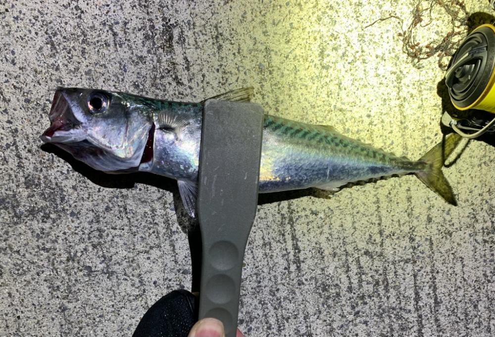 アジングスタート!