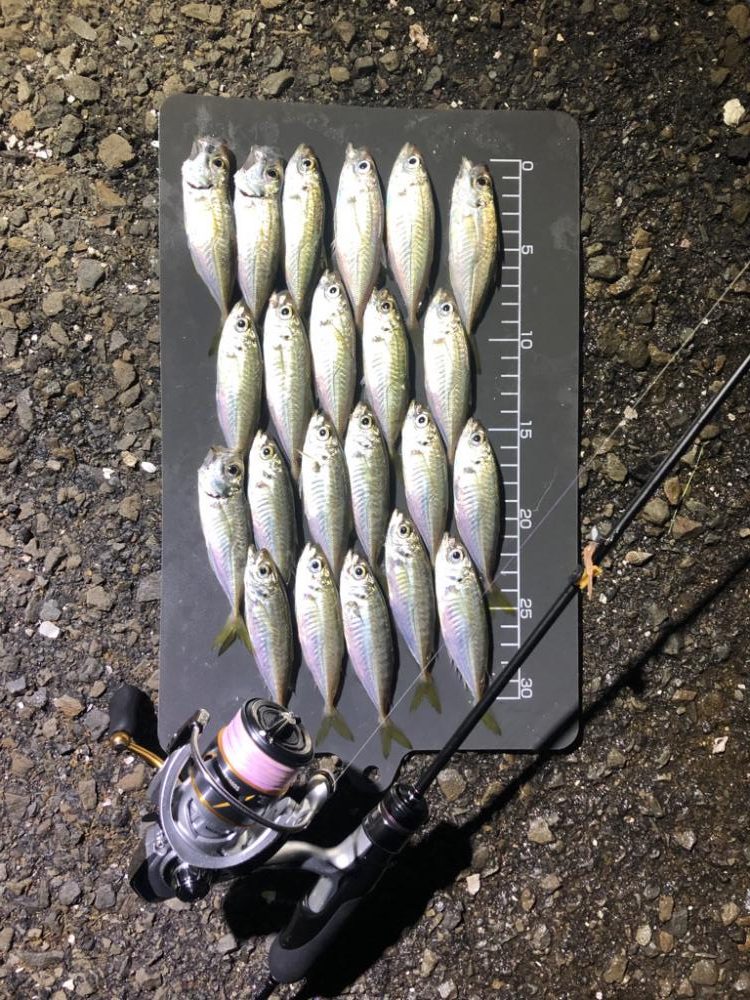 豆アジ減ってきた⁉️