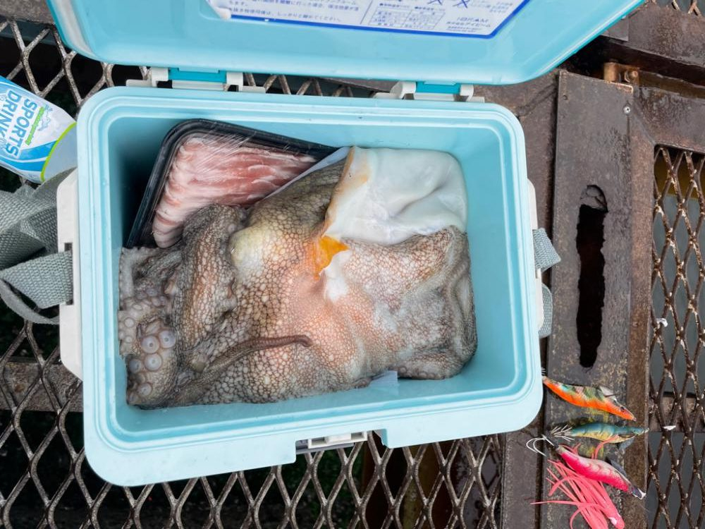 タコ釣りで大物が！？