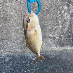 スーパーライトショアジギング SLS