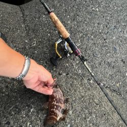 アコウ、ガシラのライトロック