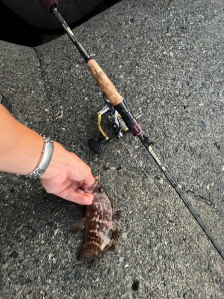 アコウ、ガシラのライトロック