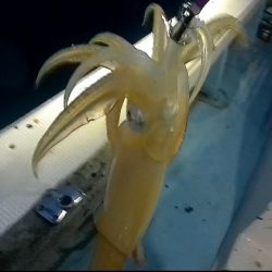 釣り仲間とイカメタル