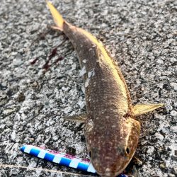 ショアジギング