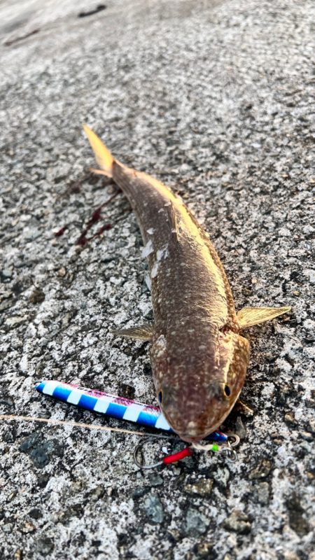 ショアジギング