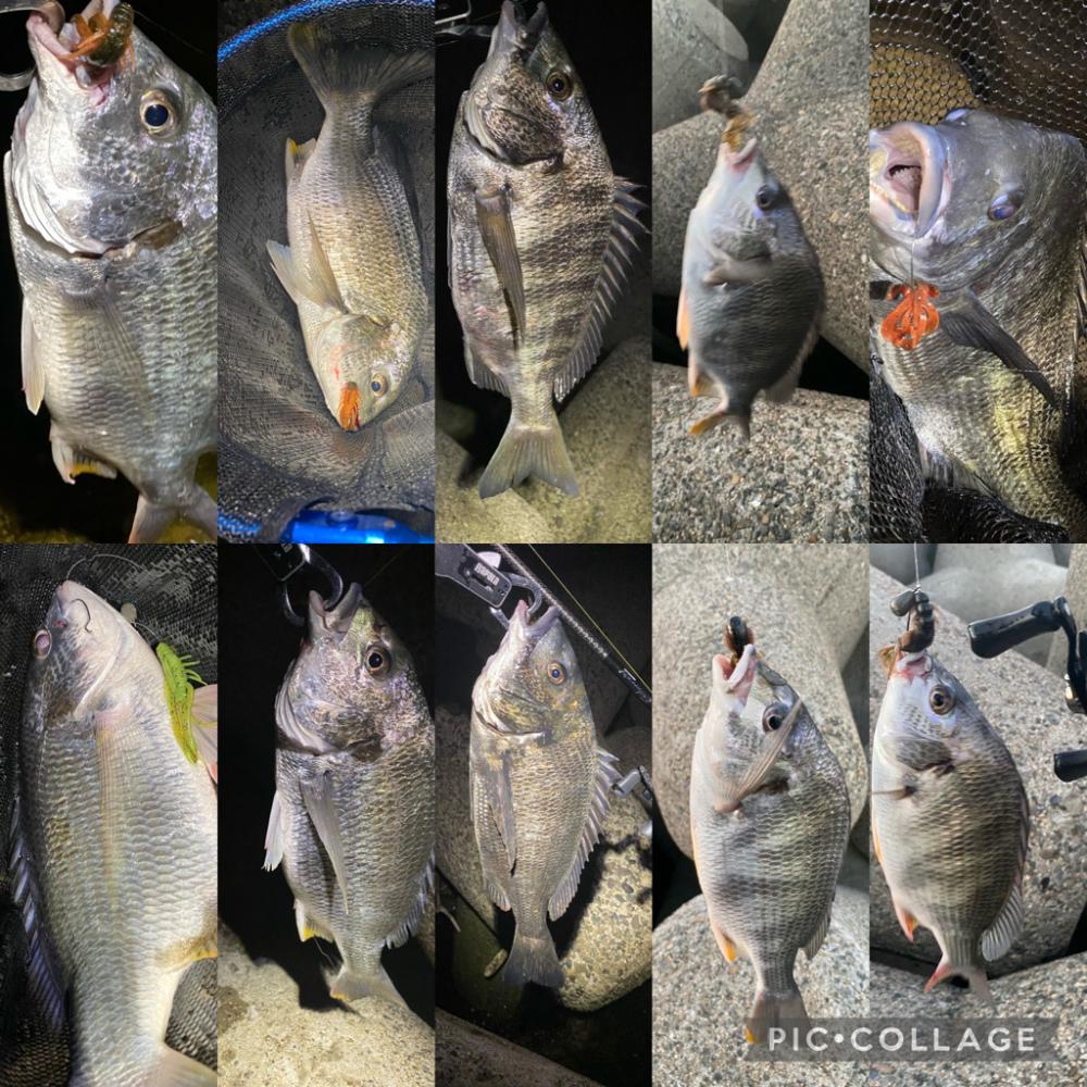 チニング  10匹釣るまで帰れません