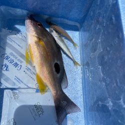 クロホシフエダイ