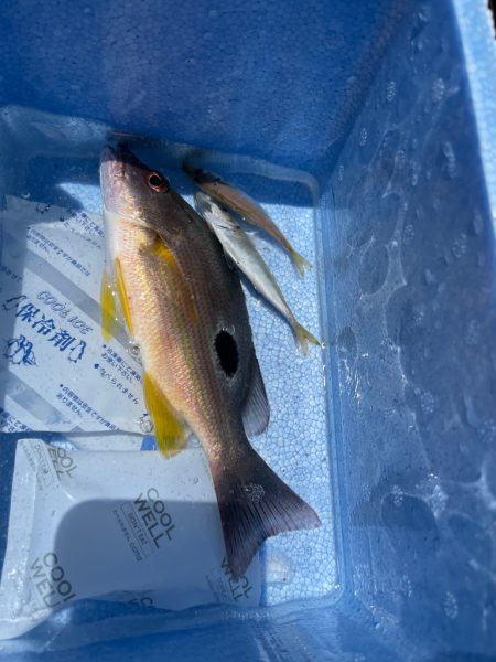 クロホシフエダイ