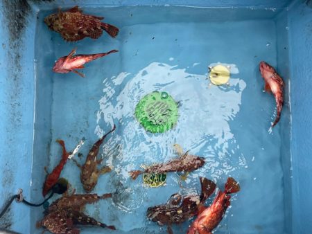 カサゴのストックを！