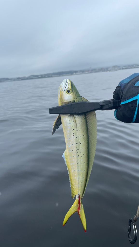 青物調査してきました