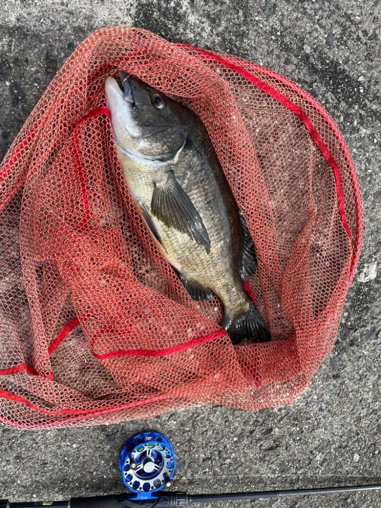 自己更新届かず…