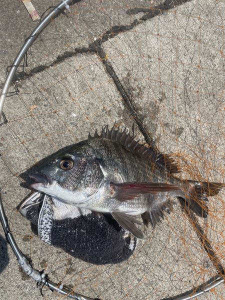 鯖 ！ 鯖！ 鯖！