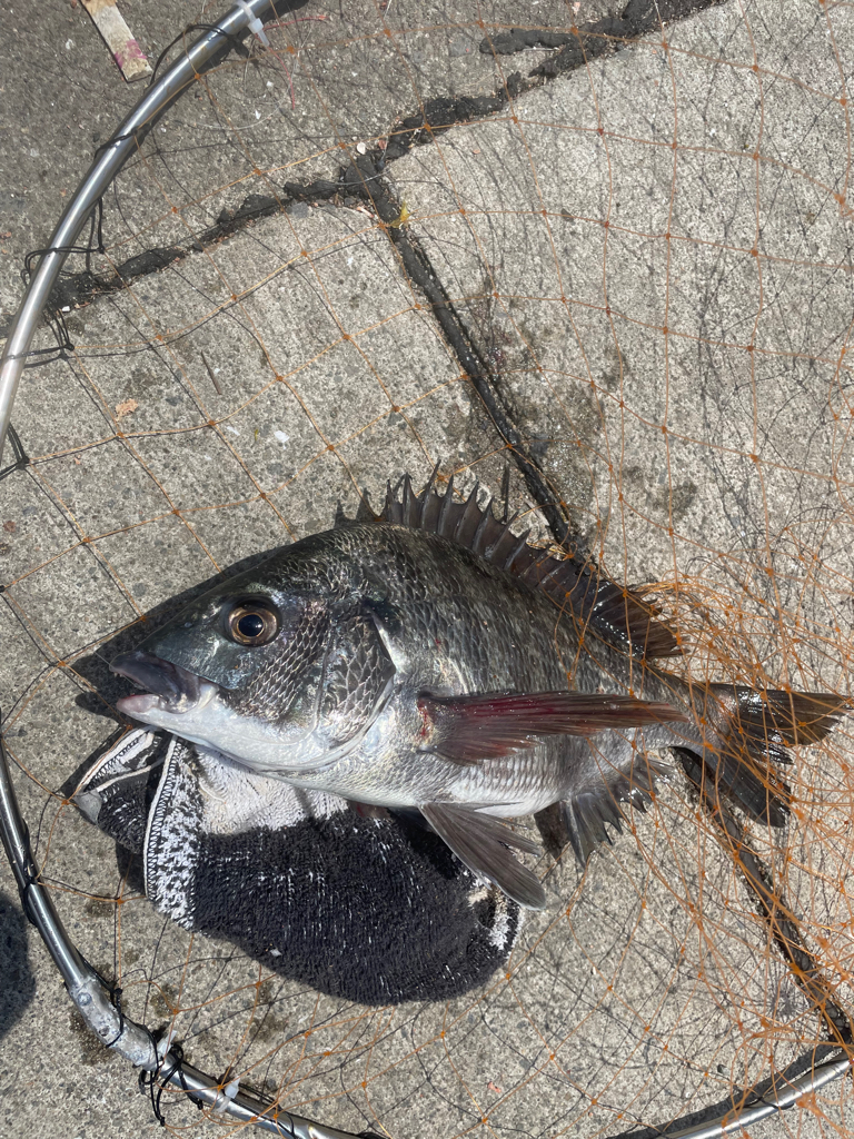 鯖 ！ 鯖！ 鯖！