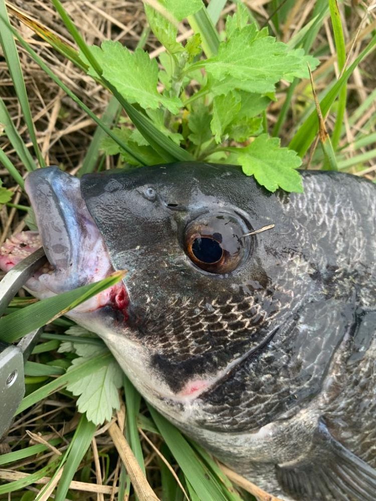 チヌにマゴチ！シーズンインのお知らせ？