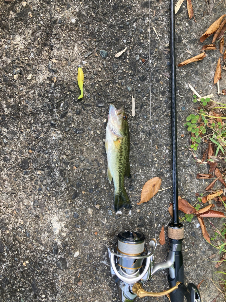 久しぶりのブラックバス釣行