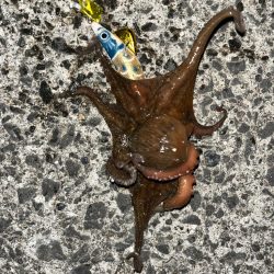 初めてタコ釣りいった