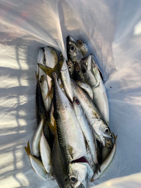尼崎魚釣り公園