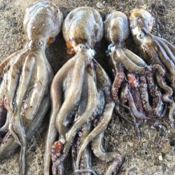 【タコフィネス】キロアップ２杯