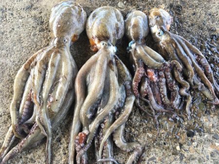 【タコフィネス】キロアップ２杯