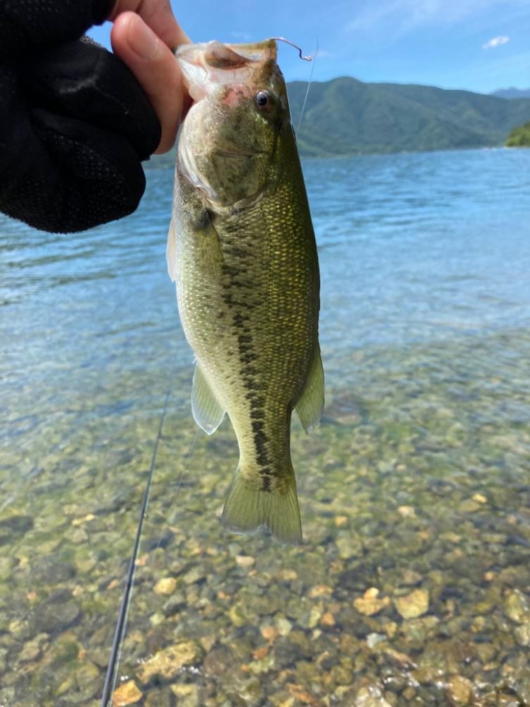 おかっぱりでも2桁釣果