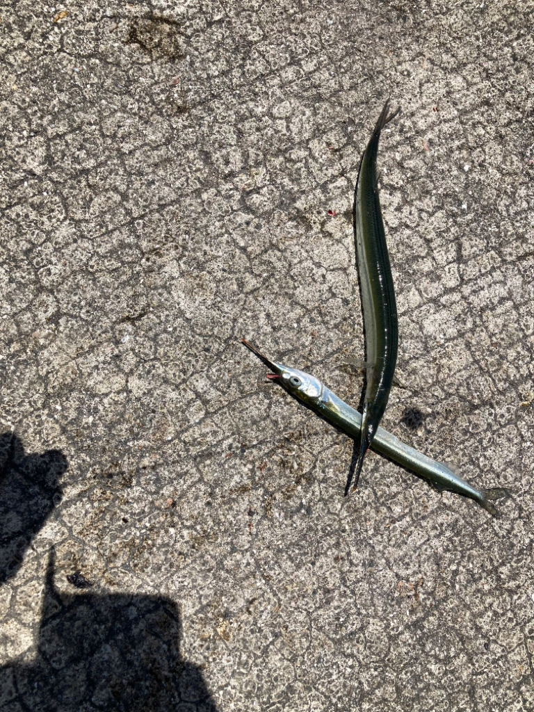 サヨリのちタコ