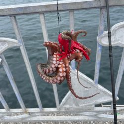 タコ釣り
