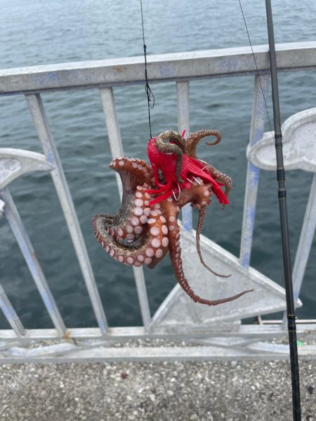タコ釣り