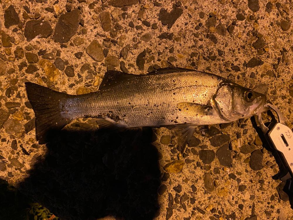 日本海側へアジング