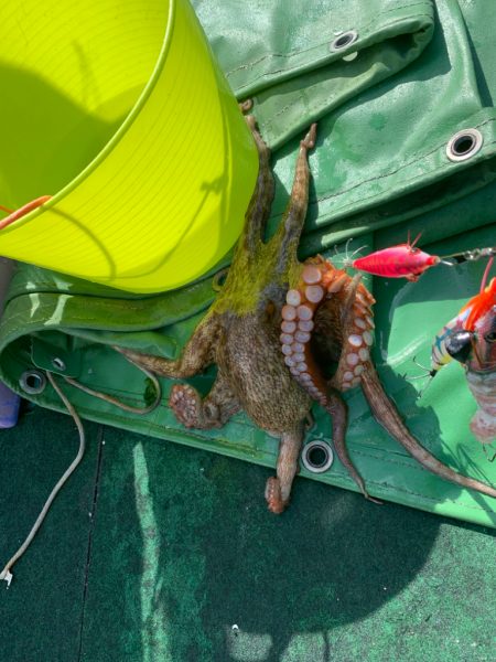 明石タコ釣り！！