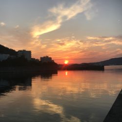 大羽イワシ少なくなった。