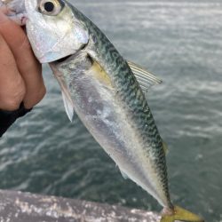 雨上がり大阪湾奥。中鯖１匹。小鯖∞
