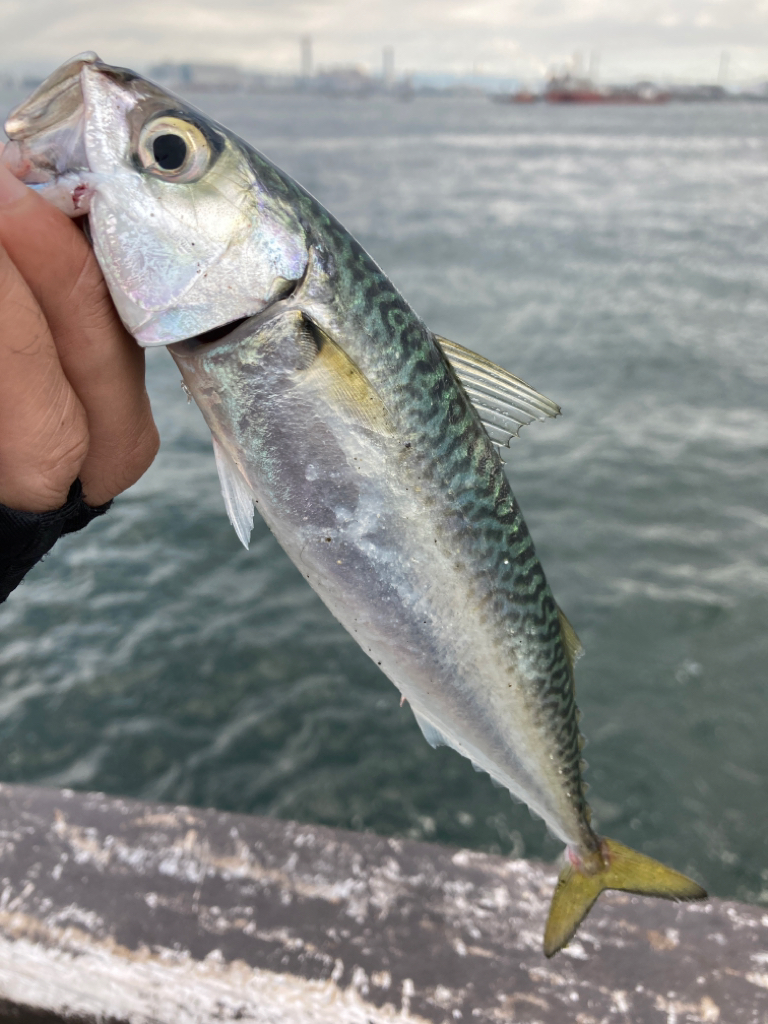 雨上がり大阪湾奥。中鯖1匹。小鯖∞