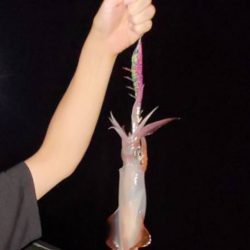 【串本】春イカ捜索