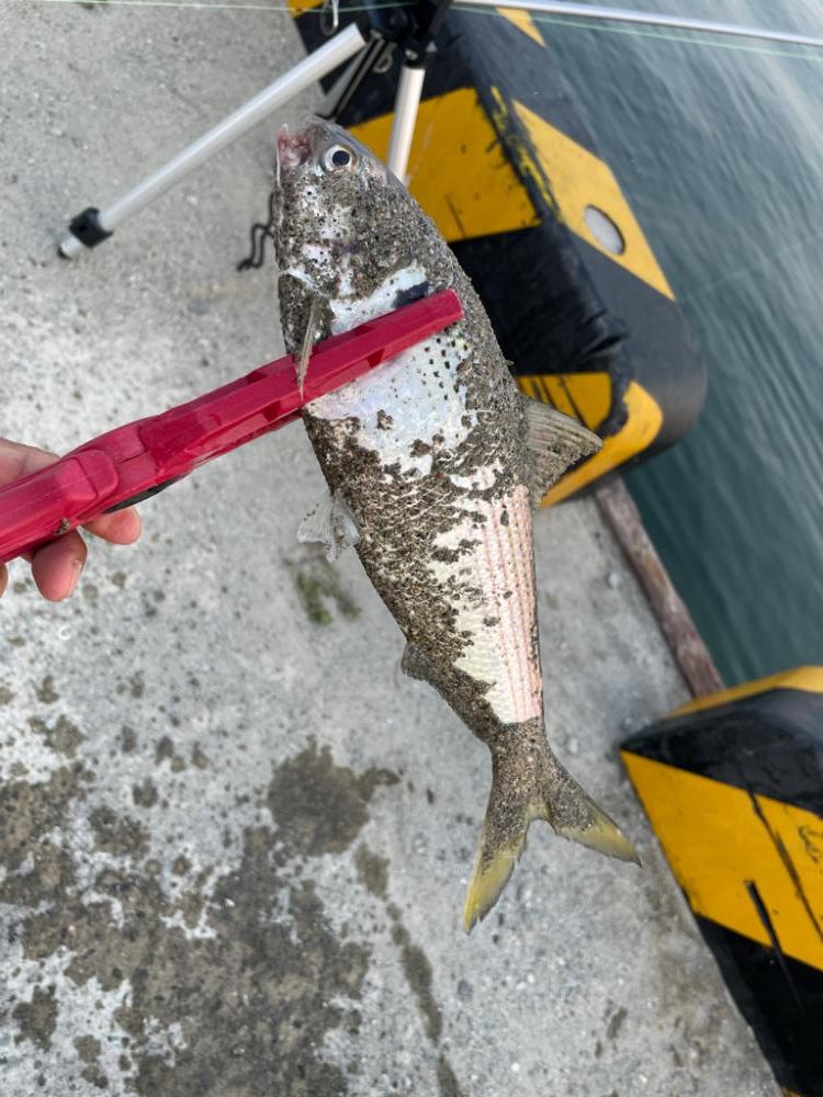 アジ狙いの釣り