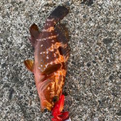 夕まずめライトゲーム