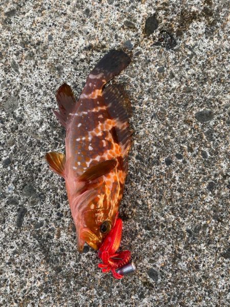 夕まずめライトゲーム