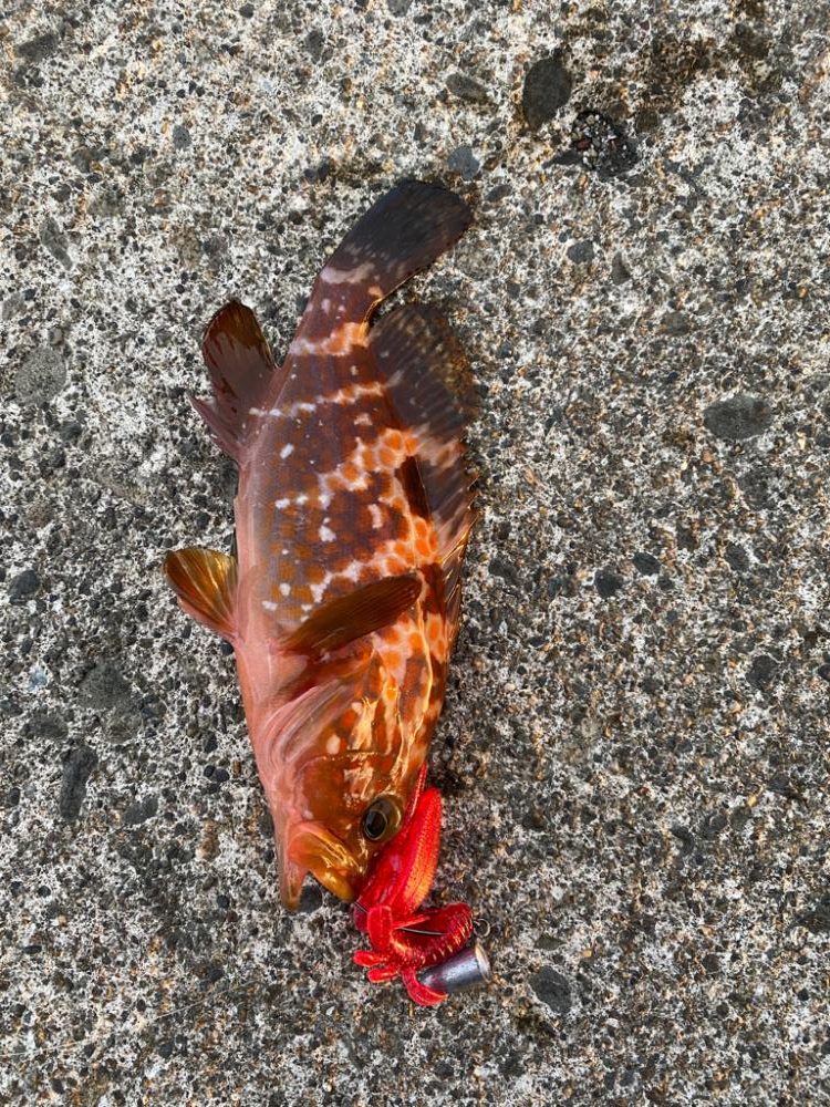 夕まずめライトゲーム