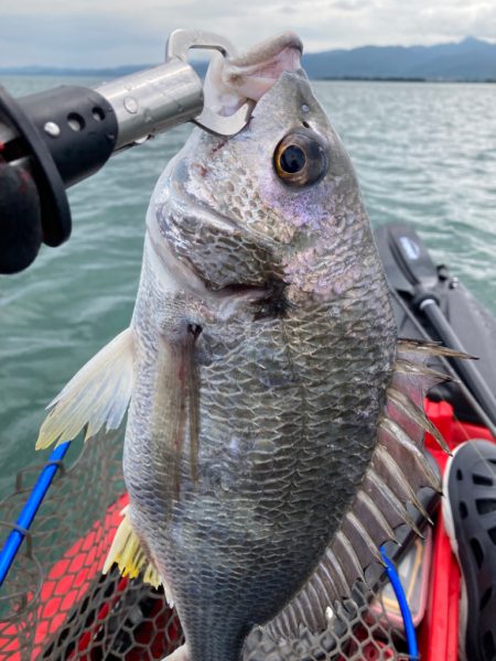 カヤックでトップチヌ