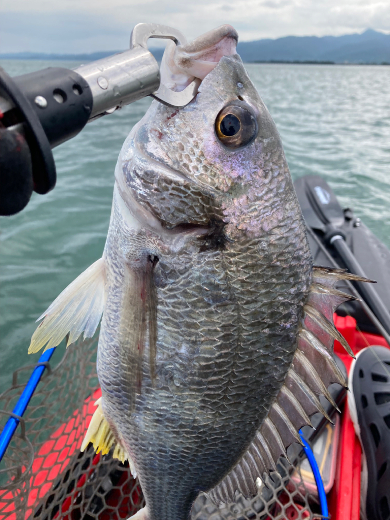 カヤックでトップチヌ