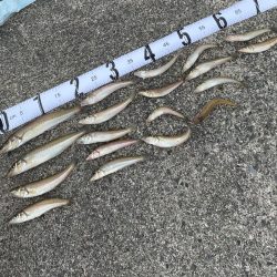 エギロッドでキスちょい投げ