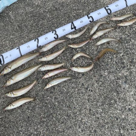 エギロッドでキスちょい投げ