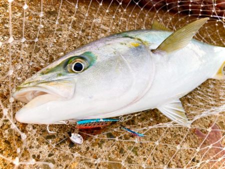 マキマキ＋ジグサビキ最強説あるにゃ！