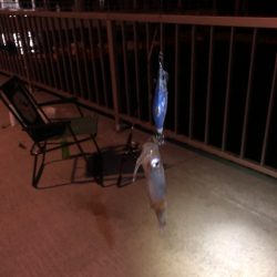 【ベイカ探し】岡山遠征