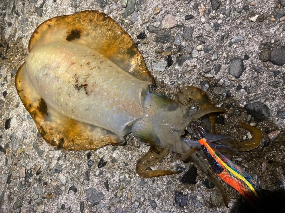 春イカを狙い撃ち!